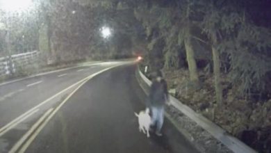 Photo of Bergamo: esce a fare una passeggiata con il cane, fermato a 30km da casa