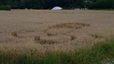 Photo of Spunta un grosso fallo disegnato nel grano, sgomento a Caló